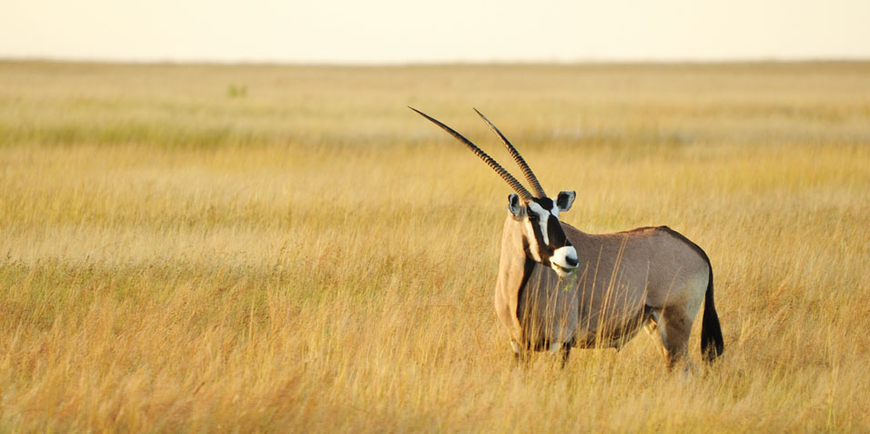namibiaconservationlarge