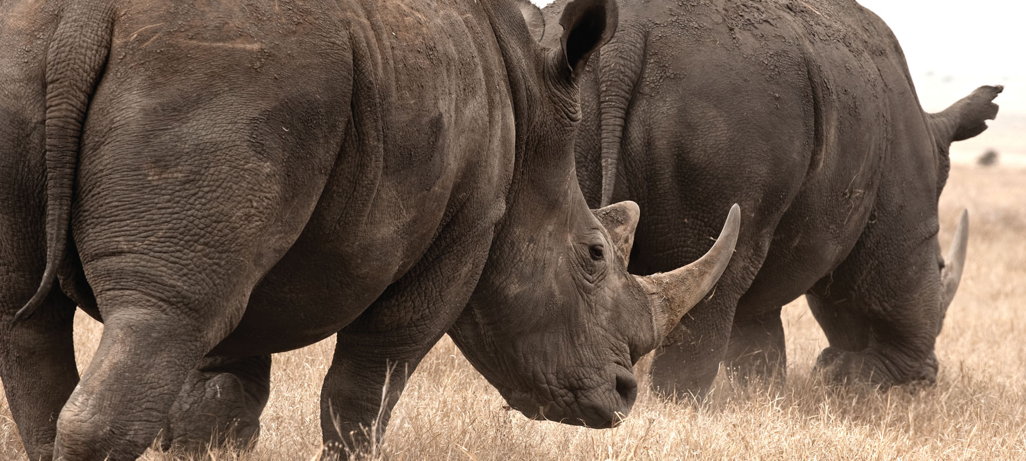 namibia-conservation-projects