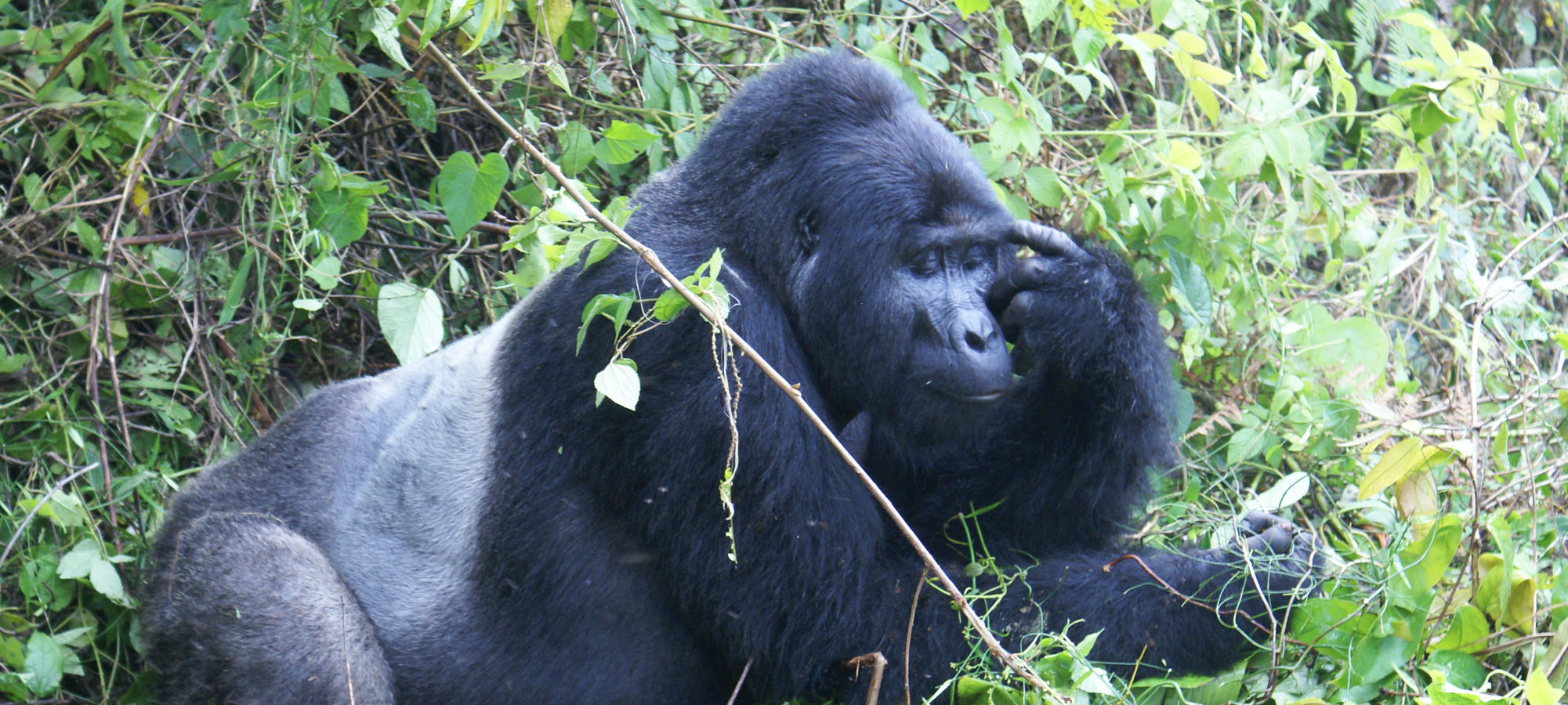 rwanda-adventure-safaris